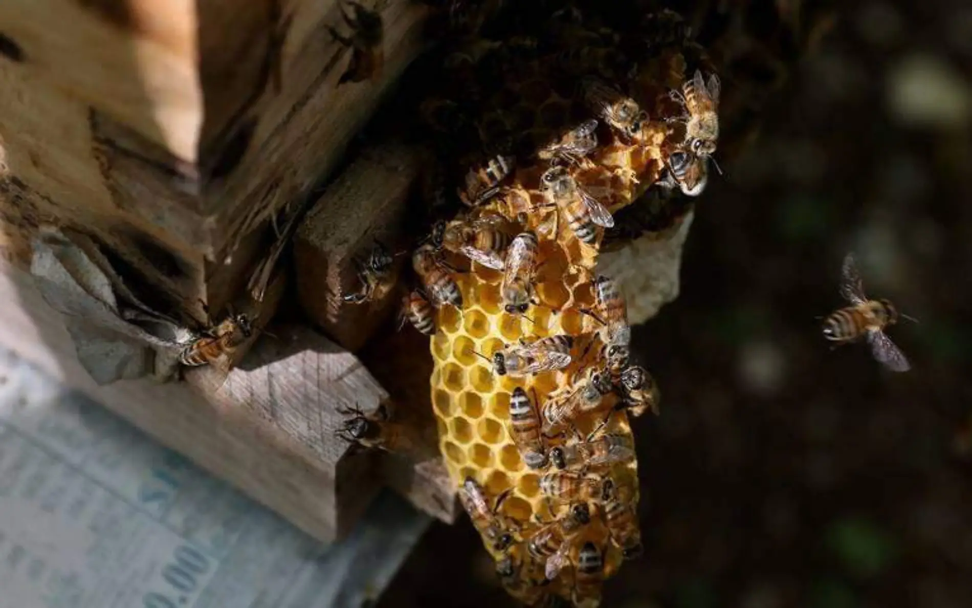 Realizarán el Festival de las Abejas en Zongolica